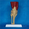 Anatomía de la articulación de la rodilla humana modelo de anatomía médica para la enseñanza (R040105)